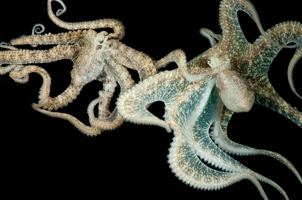 Are Octopuses Smart? | Live Science