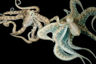 It takes many neurons to change the color and skin texture of these two octopuses (<em>Abdopus aculeatus</em>), seen here mating.