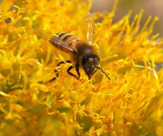 honey bee feeding on flowering rubber rabbitbrush shrub