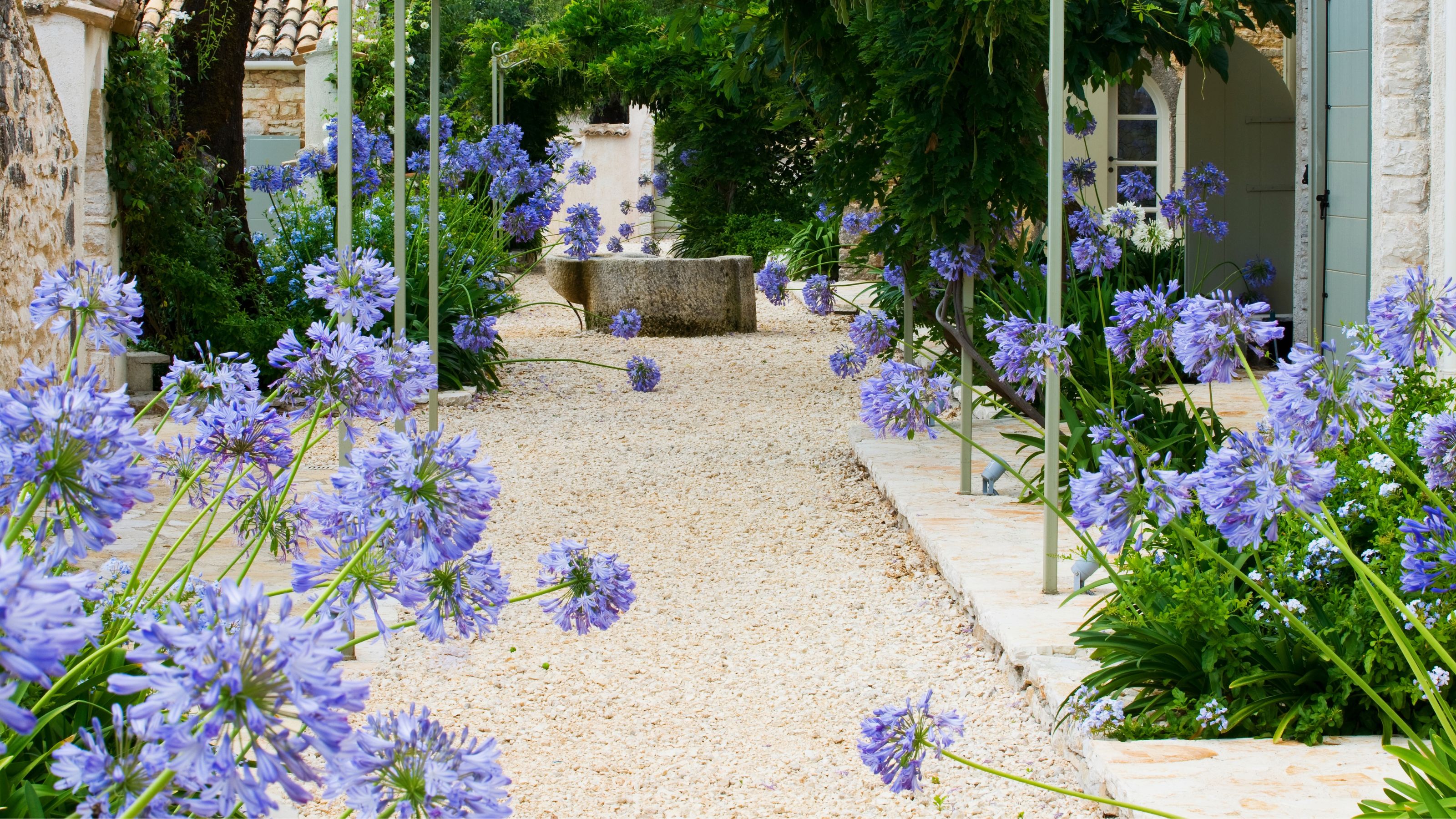 Agapanthus plants in garden borders