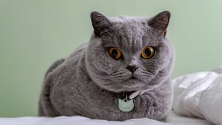 British blue shorthair cat