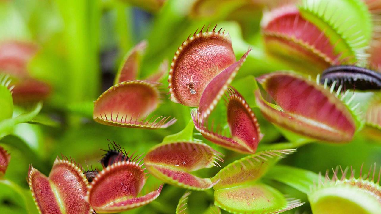 venus flytrap