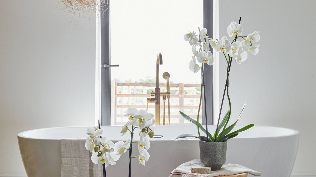 10 bathroom plants that absorb moisture and stop condensation ...