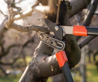 Pruning a fruit tree in winter with loppers
