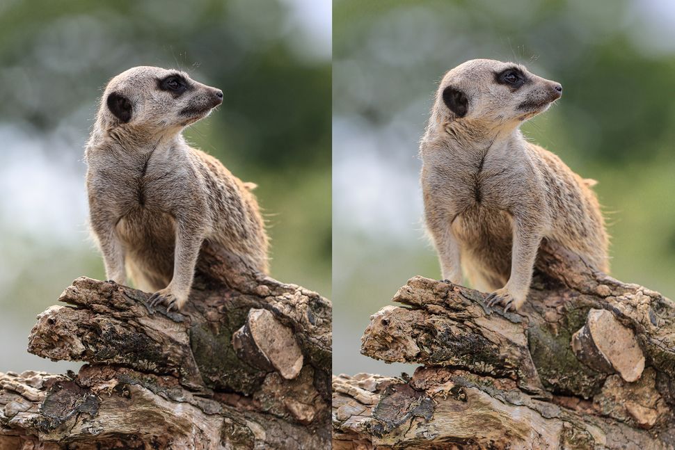 Canon School how to use Canon's Auto Lighting Optimizer camera setting