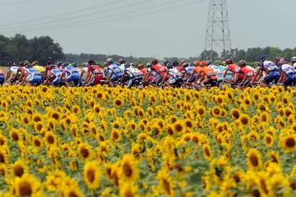 Sunflowers and the peloton on stage six, Tour de France 2010