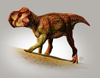 illustration of <i>Unescoceratops koppelhusae</i>