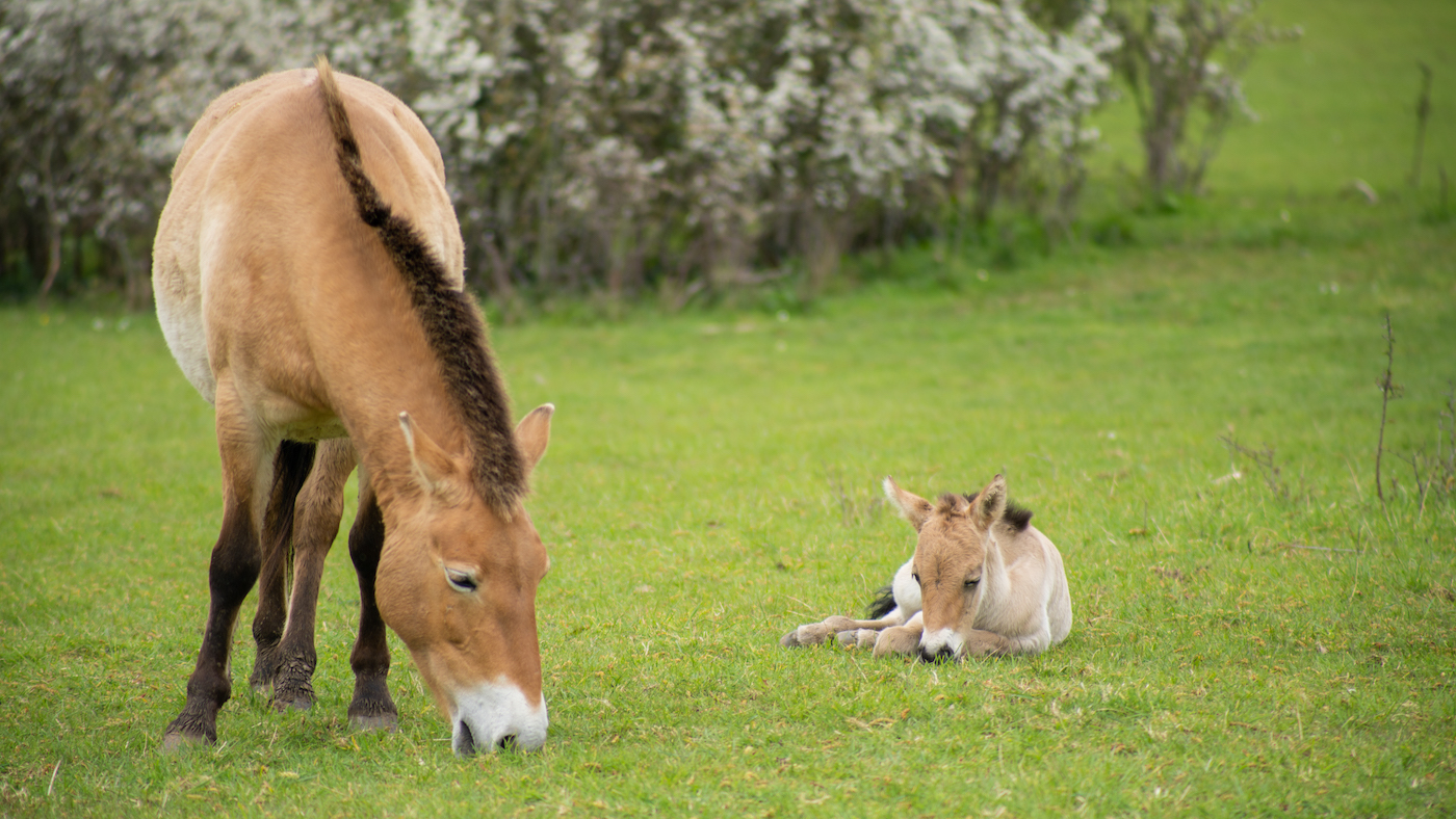 The Przewalski&amp;rsquo;s horse foal at Marwell zoo is doing well