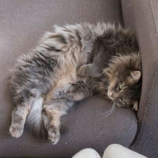 cat lying on grey sofa