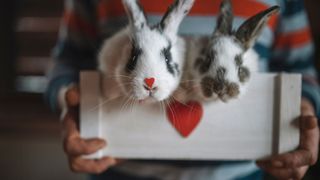 Two bunnies in a white box with a heart on it