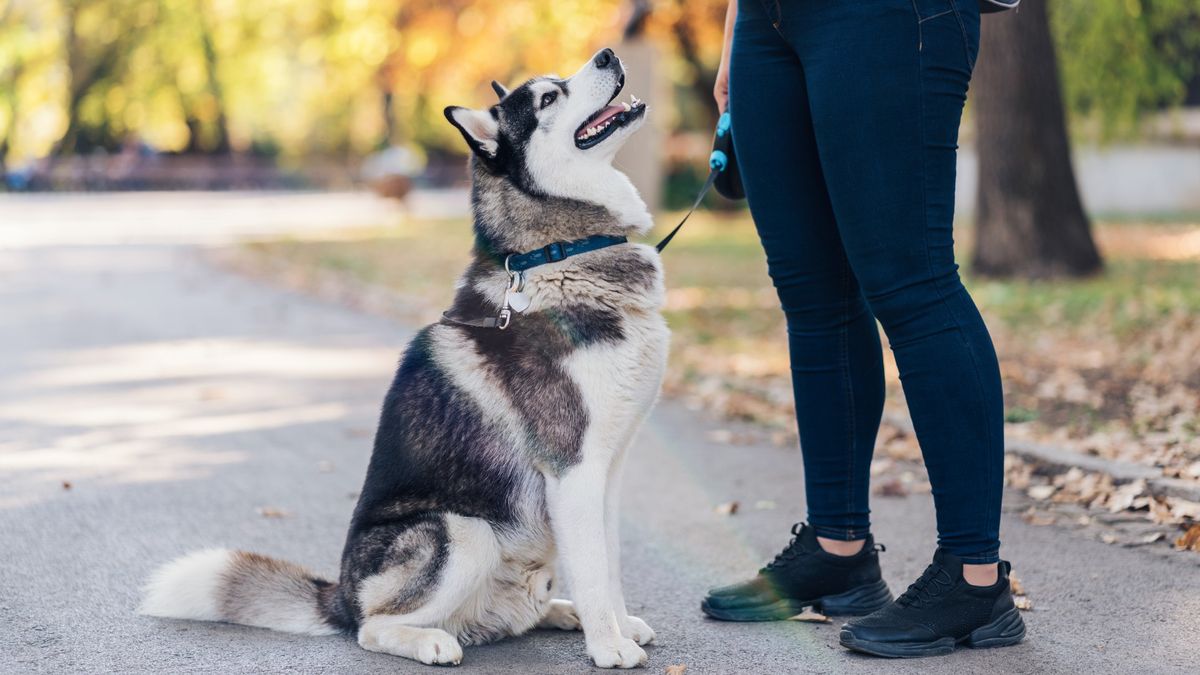 Siberian husky with his owner in the park