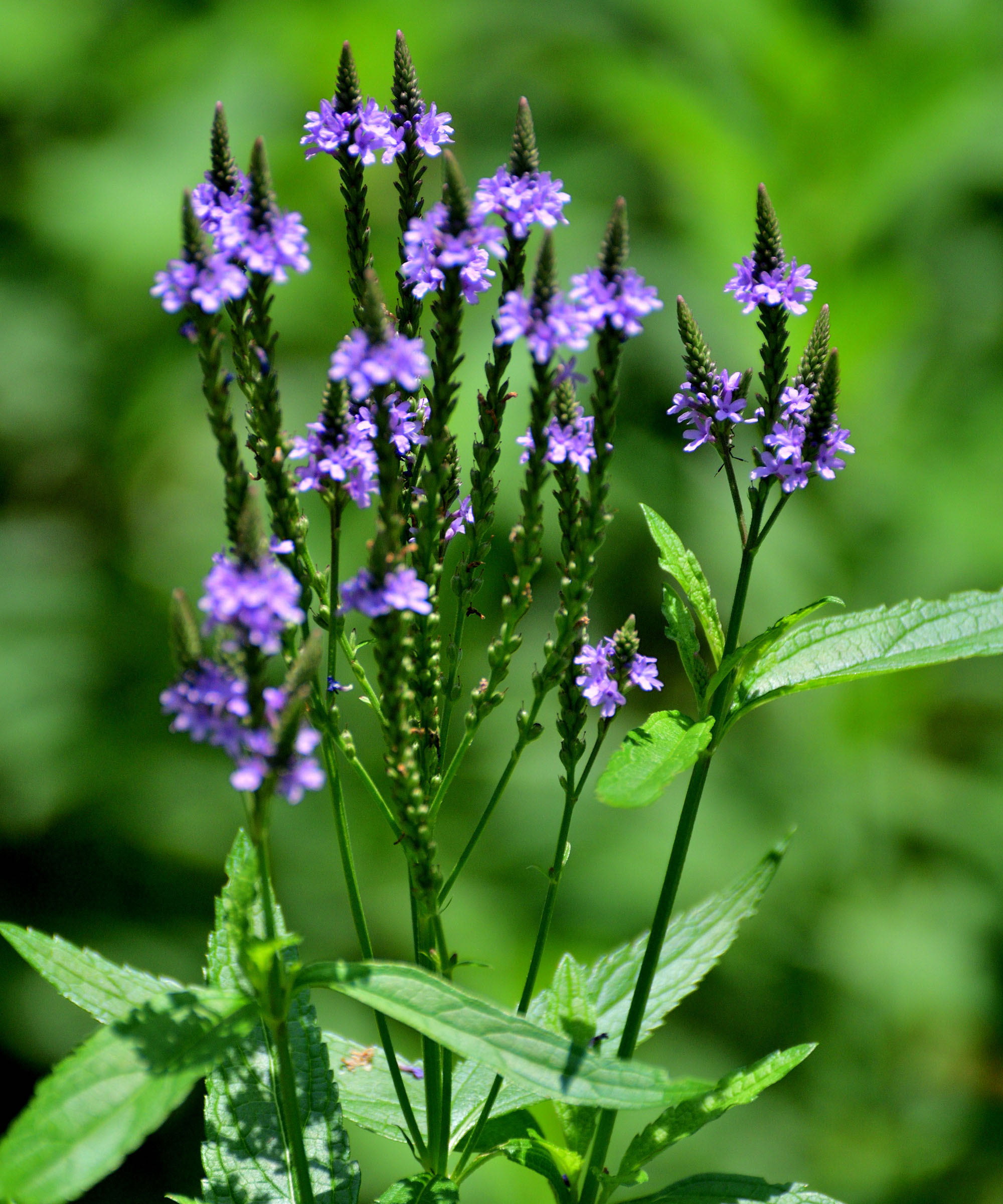 Blue vervain