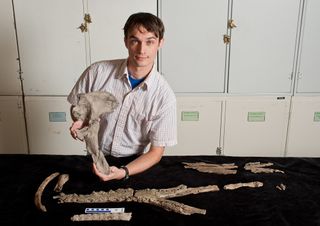 University of Florida researcher Alex Hastings displays a pelvic bone of A. guajiraensis. Other fossils pictured include portions of the lower and upper jaw, as well as teeth, a rib and toe.