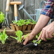 Gardener transplants seedlings