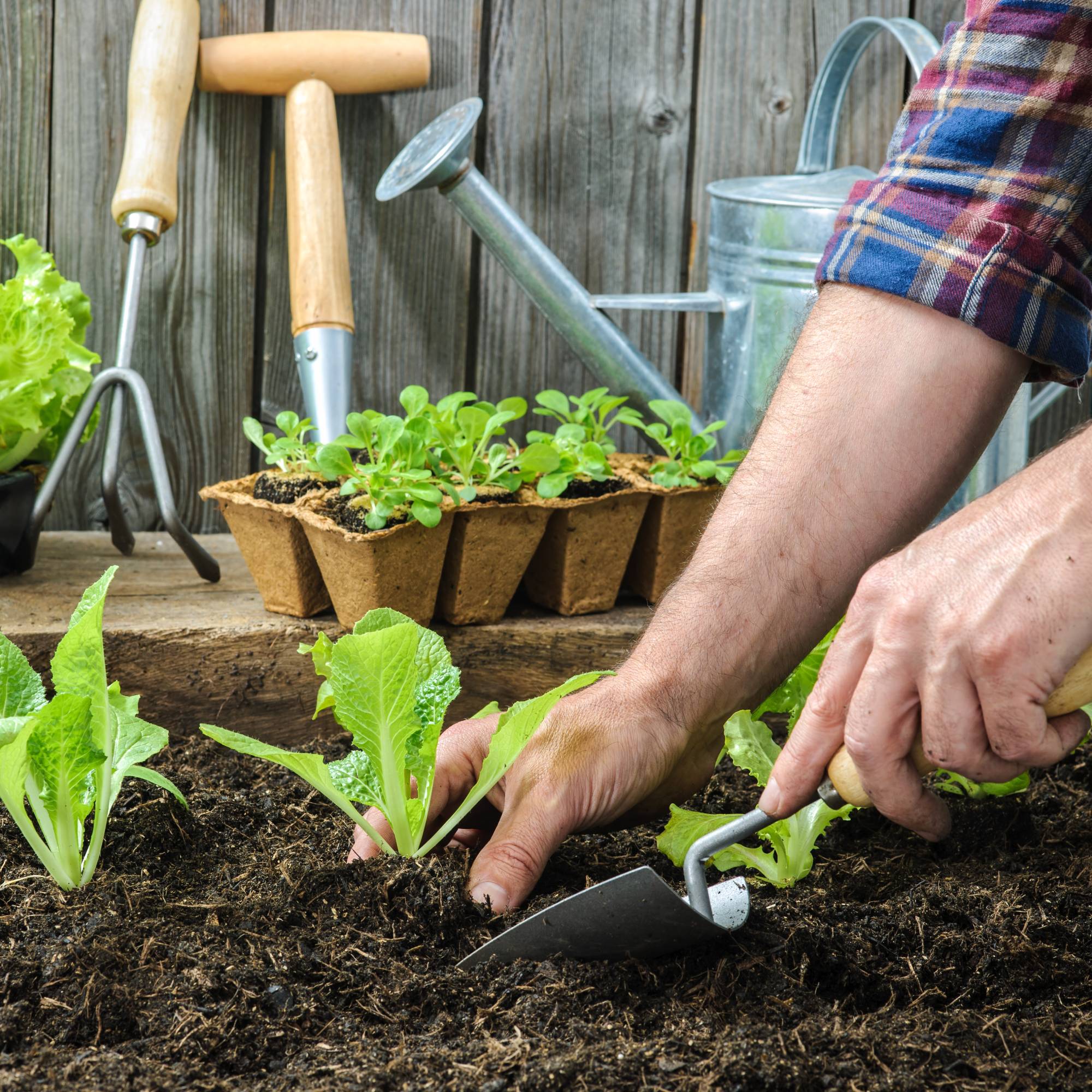Gardener transplants seedlings
