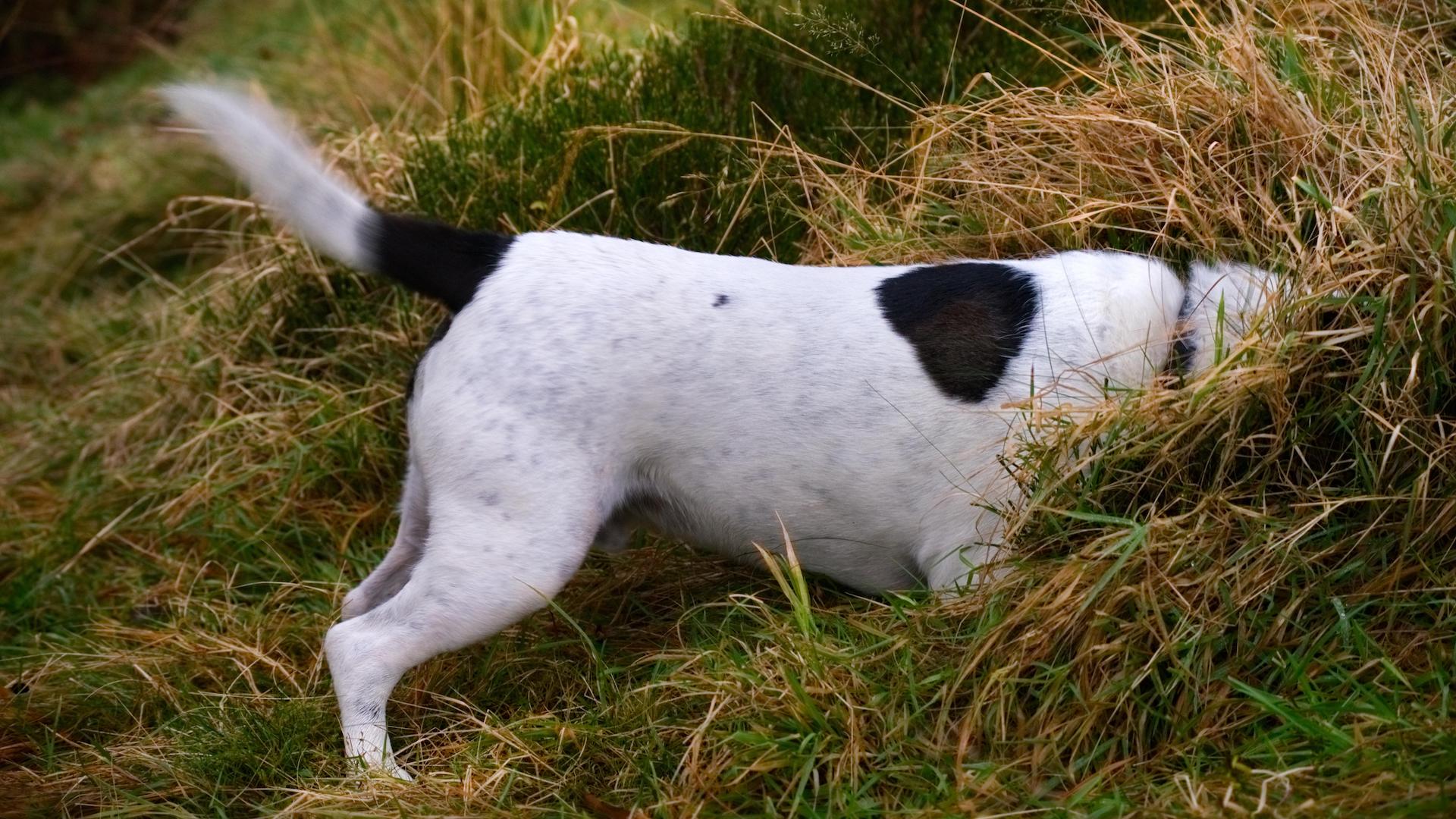 Terrier with head in tussock of grass, sniffing