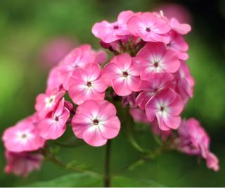 Pink phlox plants