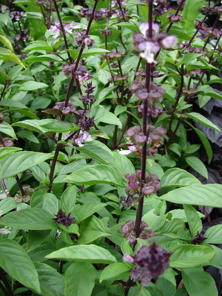 What Is Siam Queen Basil Tips For Growing A Siam Basil Queen