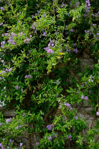 best climbing plants: solanum crispum