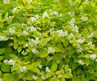 Philadelphus ‘Aureus’