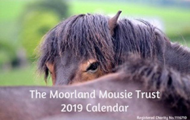 shop2019calendarfront