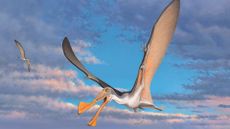 Reconstruction of Australian pterosaur.