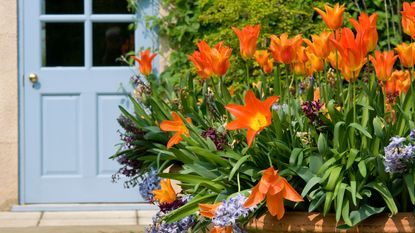 spring container ideas tulips by front door