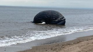 The bloated carcass of a dead humpback whale washed up on a Staten Island shore on Sept. 17.