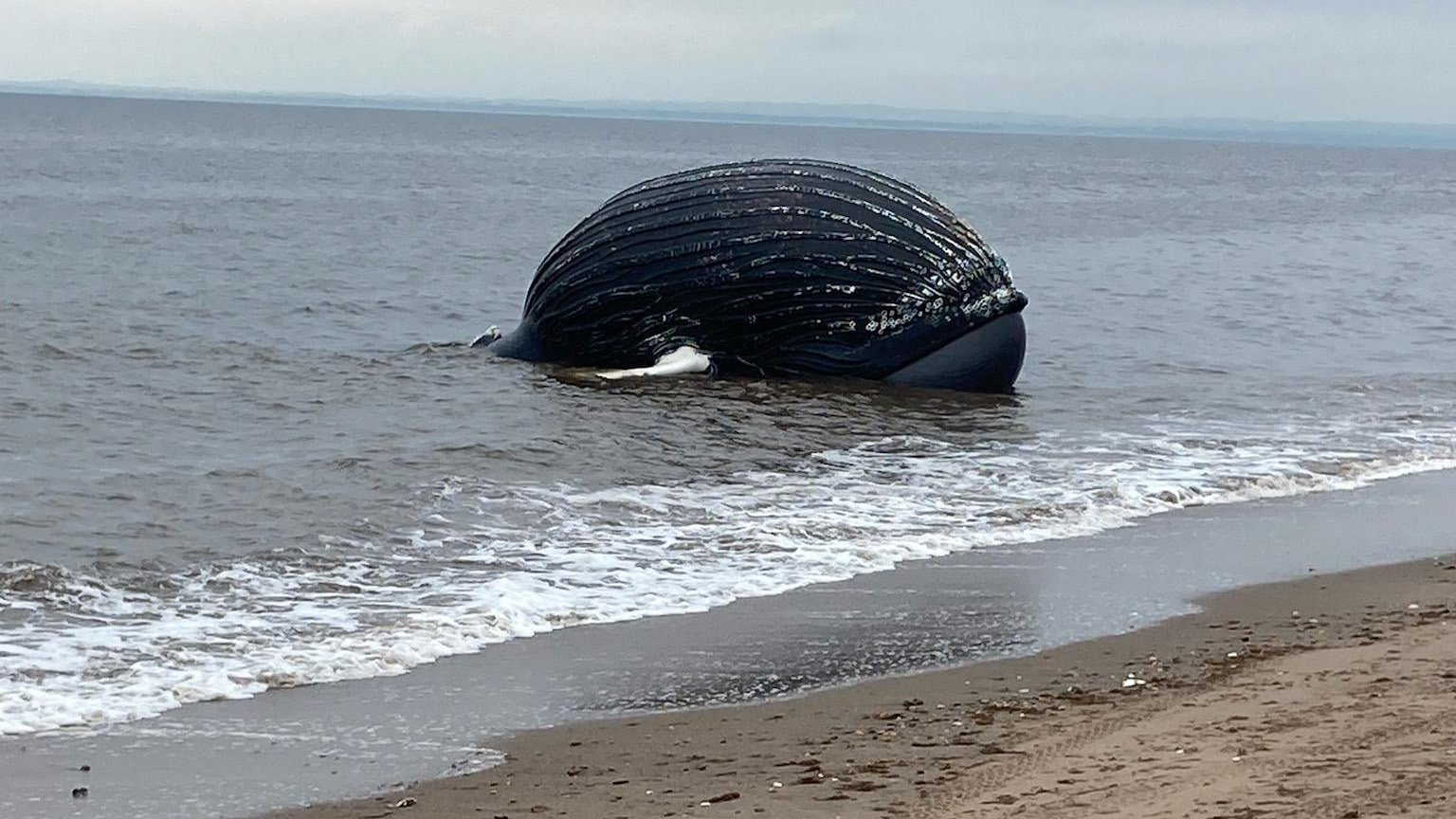 beached humpback whale