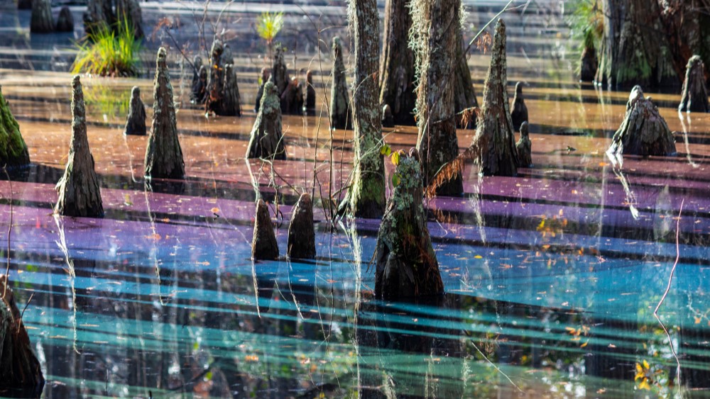 Rainbow swamp: The flooded woodland in Virginia that places on a mystical gentle display each wintry weather