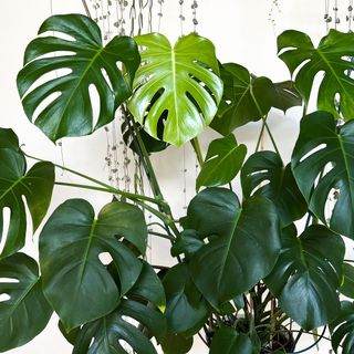Monstera houseplant in apartment with string of pearls in the backgroun