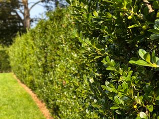 A close up of a holly hedge with green berries
