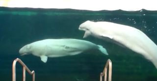 two belugas in a tank swimming together with one with a flat head and open mouth