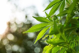 Marijuana plants growing outdoors