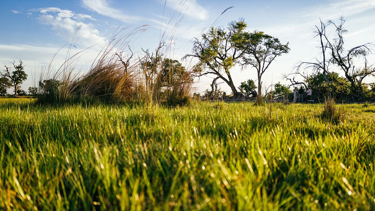 Okavango Delta grassland