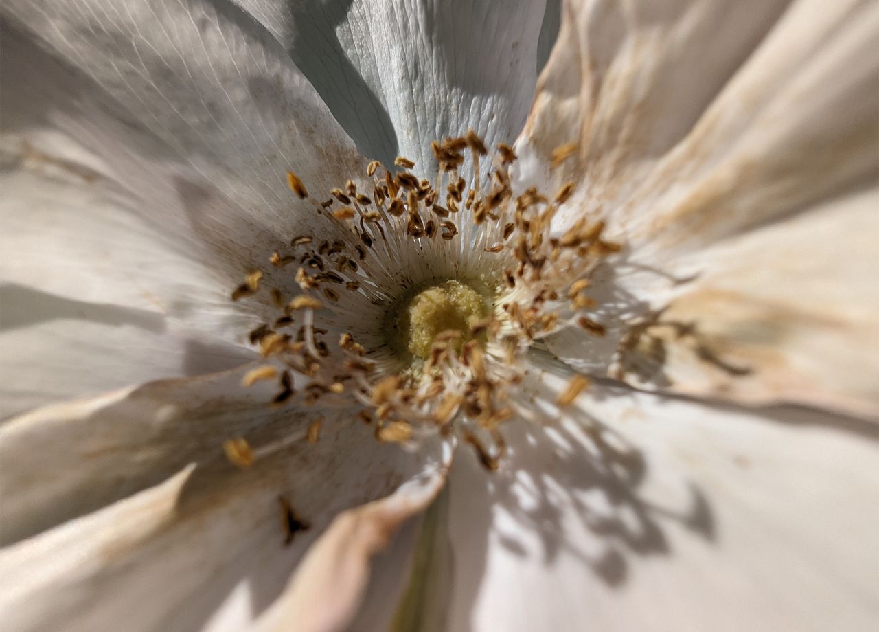 iPhone 15 Pro review photo samples