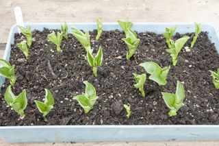 fava beans sown in tray