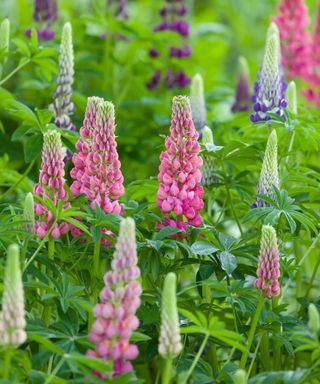 pink and purple lupins flowering in a garden border