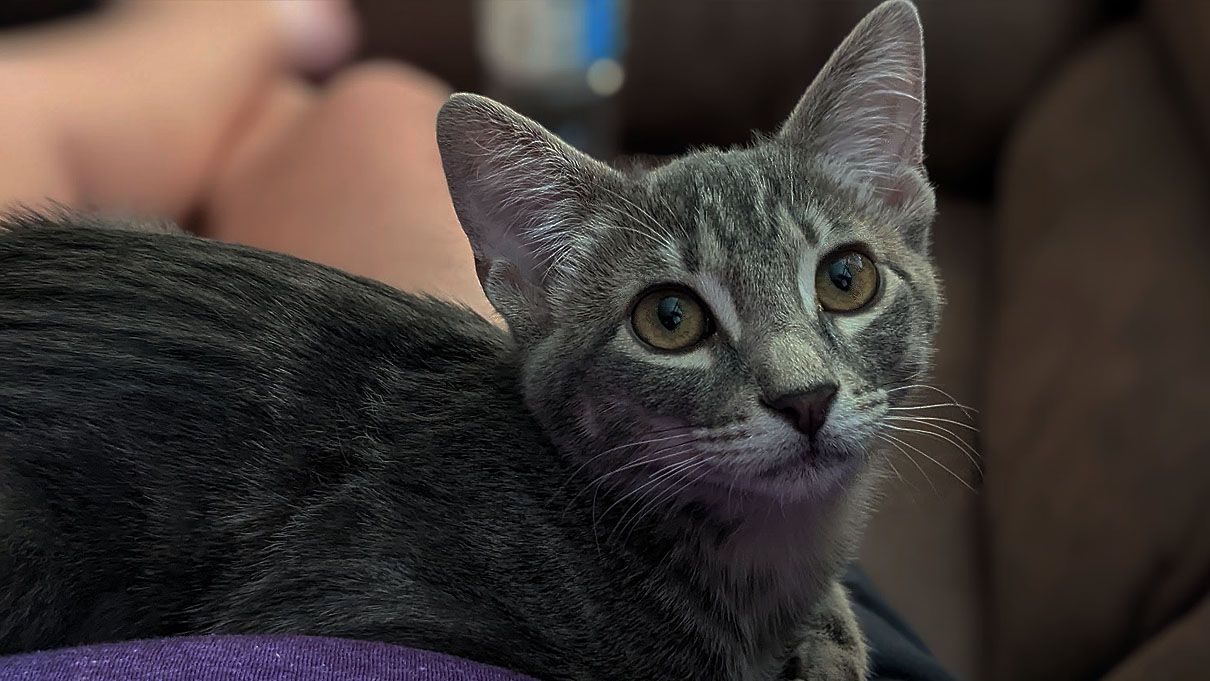 Photoshop example: Original kitten image
