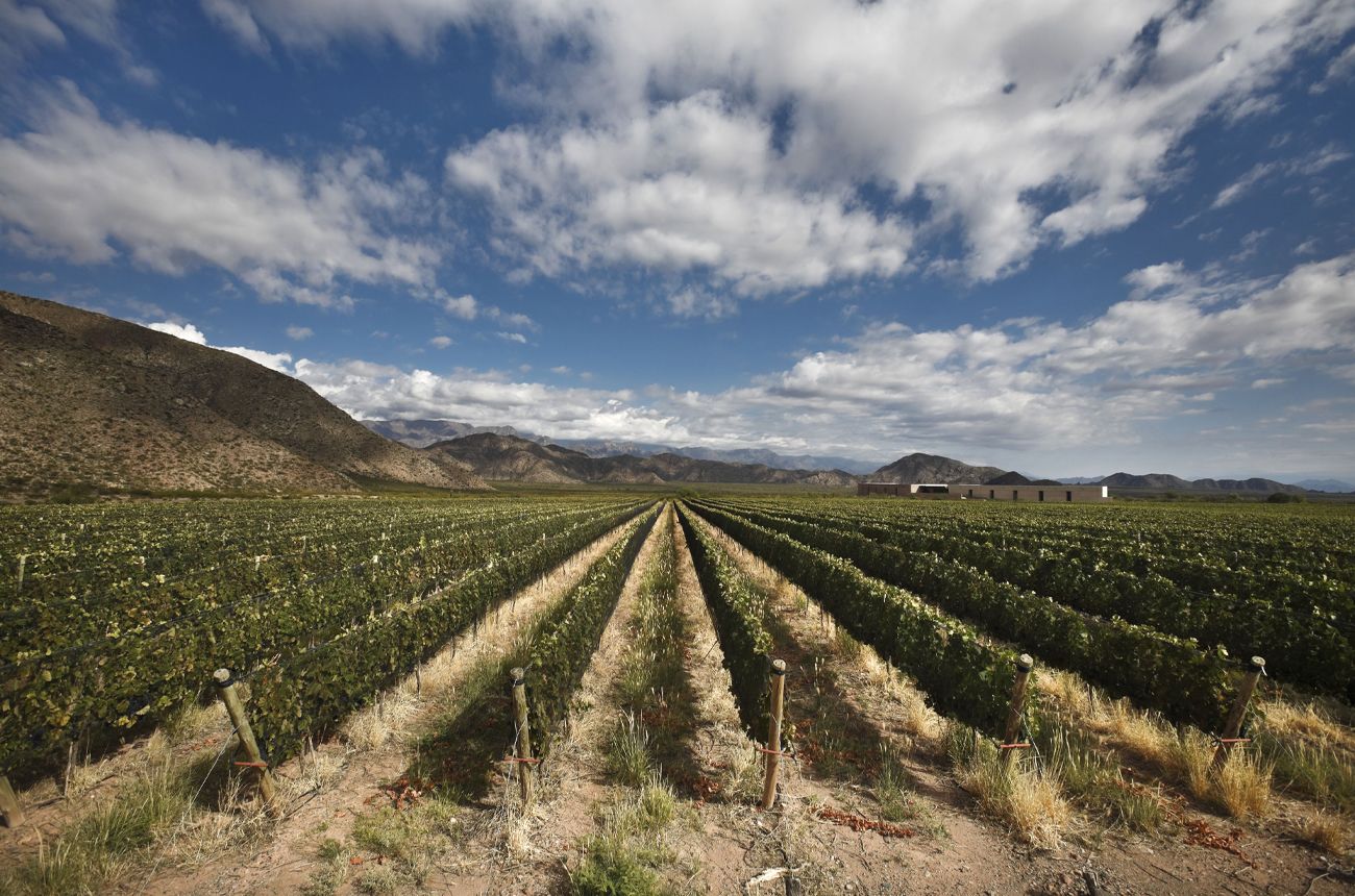 Our expert recommends 18 brilliant light-bodied South American reds