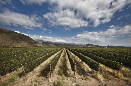 Vineyard in Salta, Argentina