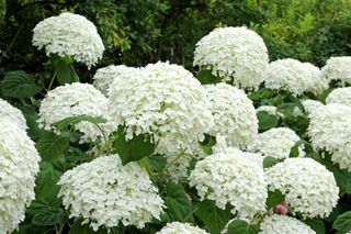 A shrub of white hydrangeas