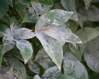 Close up of peony leaves with powdery mildew