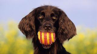 Beautiful brown dog with ball