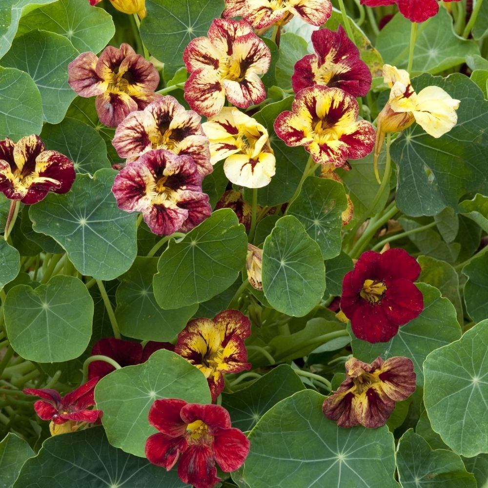 Nasturtium - Tropaeolum Minus 'bloody Mary'