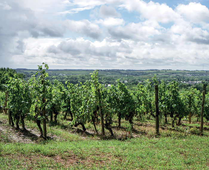 Damien Laureau&amp;rsquo;s vines at the top of the south-facing slopes of La Roche aux Moines