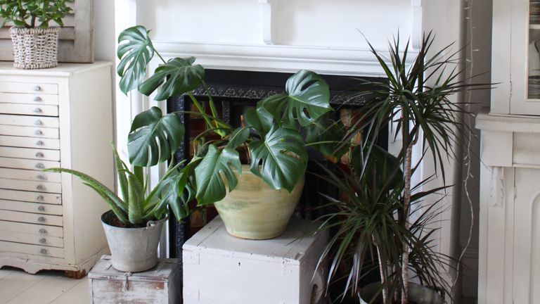 Best shade  loving  plants  7 indoor  plants  that don t mind 