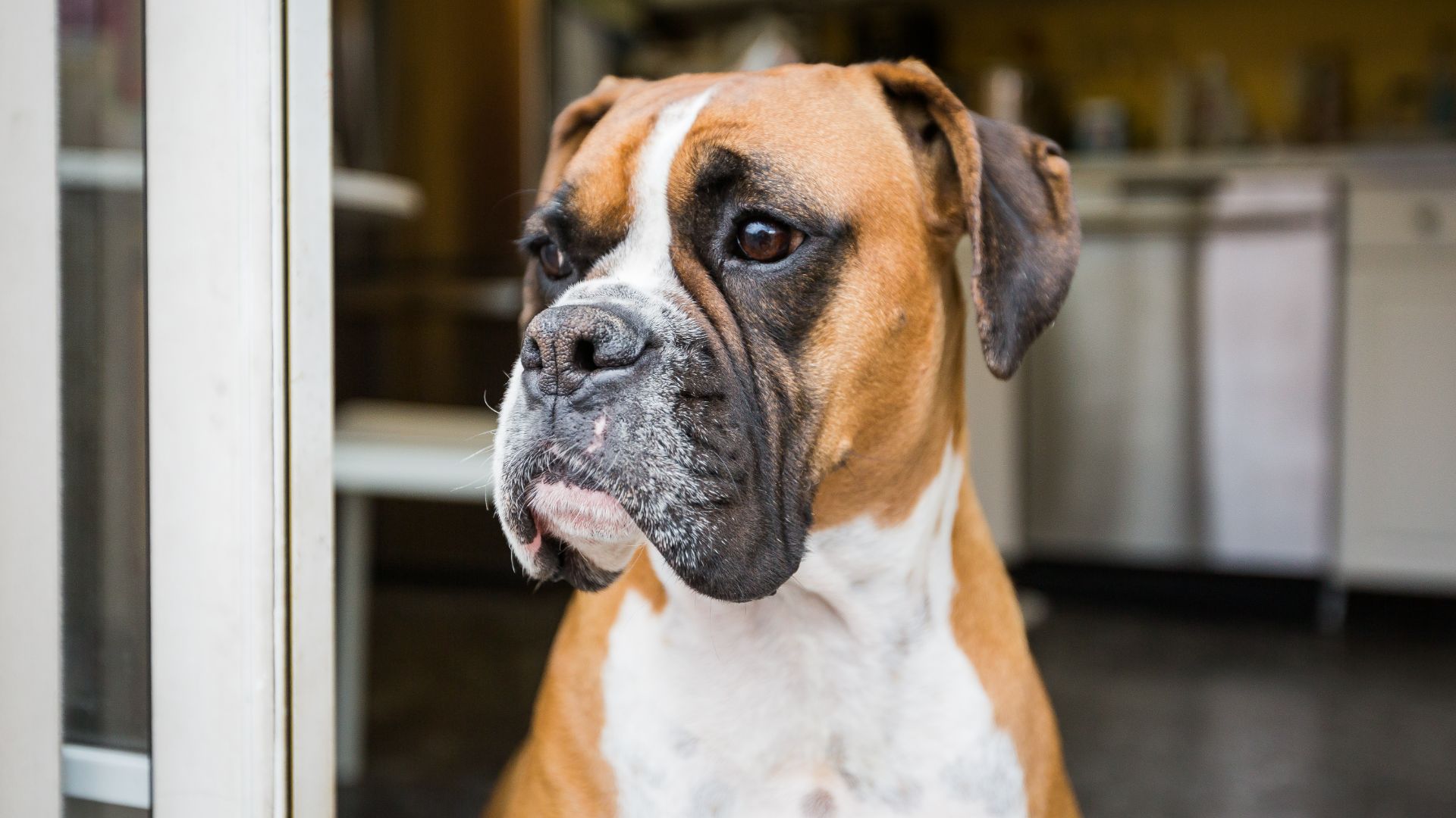Boxer dog sitting in the doorway