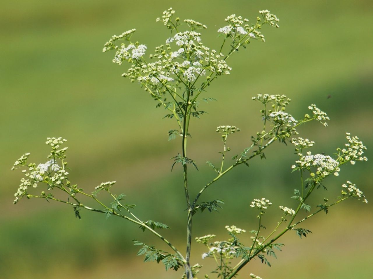 Tiny White Flowered Poison Parsley