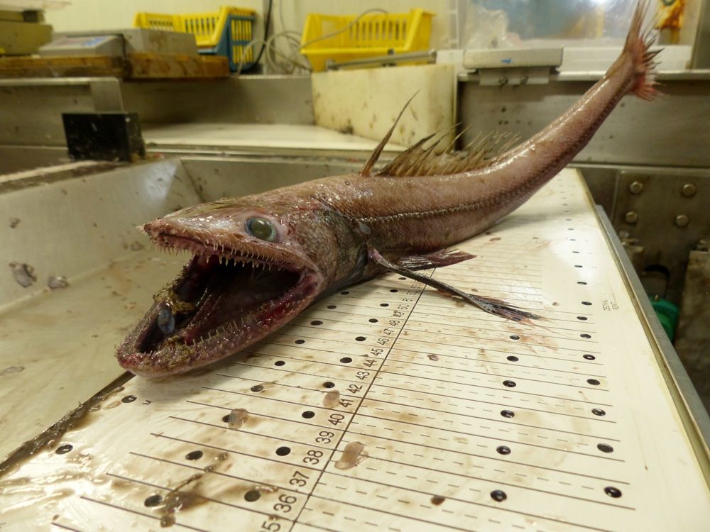 This deep-sea lizard fish (&lt;em&gt;Bathysaurus ferox&lt;/em&gt;) was found at a depth of TK (200 meters) on the continental slope off the west coast of Scotland.